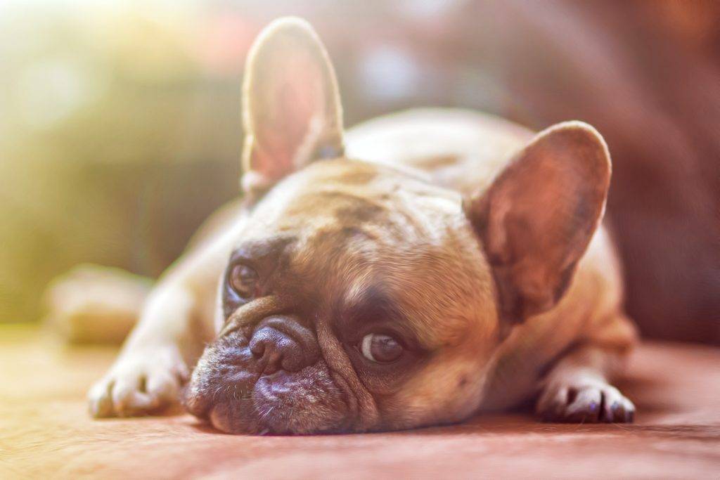 French Bulldog Lazy dogsandkittens.com chocolate poisoning