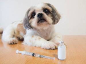 Diabetic dog food what you Need to Know about Your Dog's Diabetes