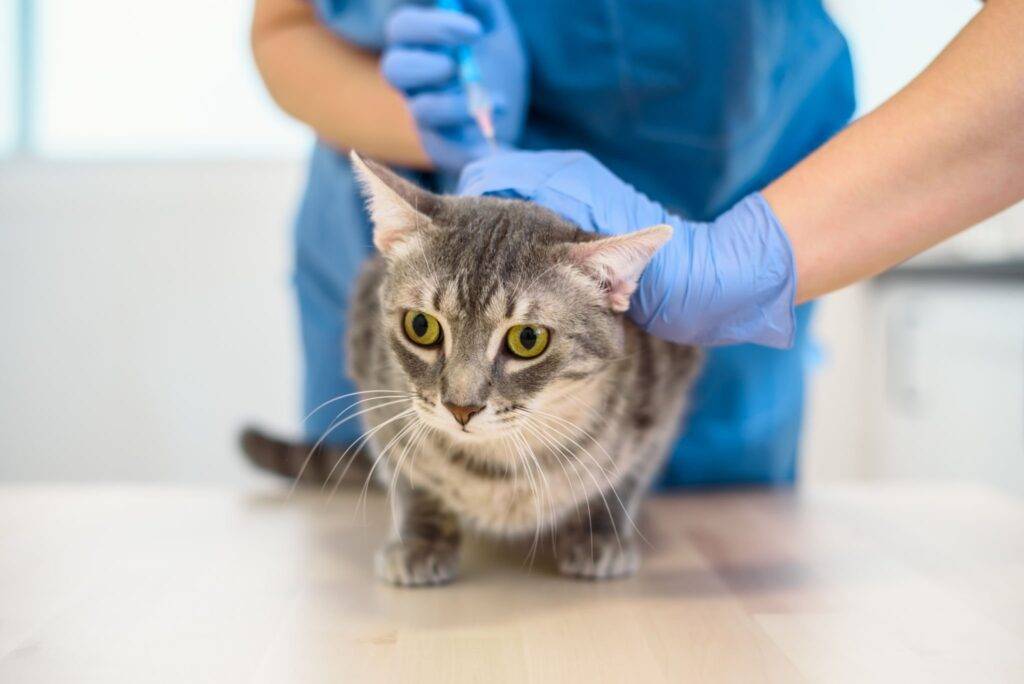diabetic cat - Female veterinarian doctor is giving an injection to a diabetic cat