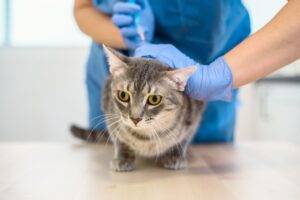 Female veterinarian doctor is giving an injection to a diabetic cat