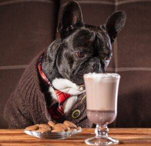 French bulldog with a cup of hot chocolate