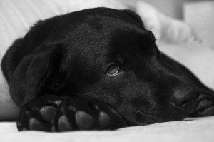 Sick Labrador dogsandkitens.com dog