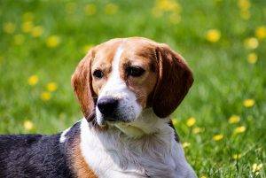 Beagle with ear infection