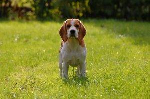 Beagle pup with ear infection