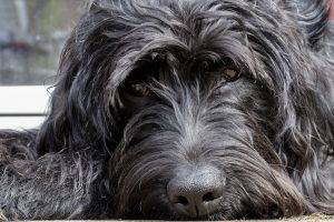 Poodle Lyme Disease Illness Food Dog Dogs Nutrition sick