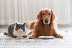 Golden retriever and british shorthair Train Your Dog to Stop Eating Cat Food