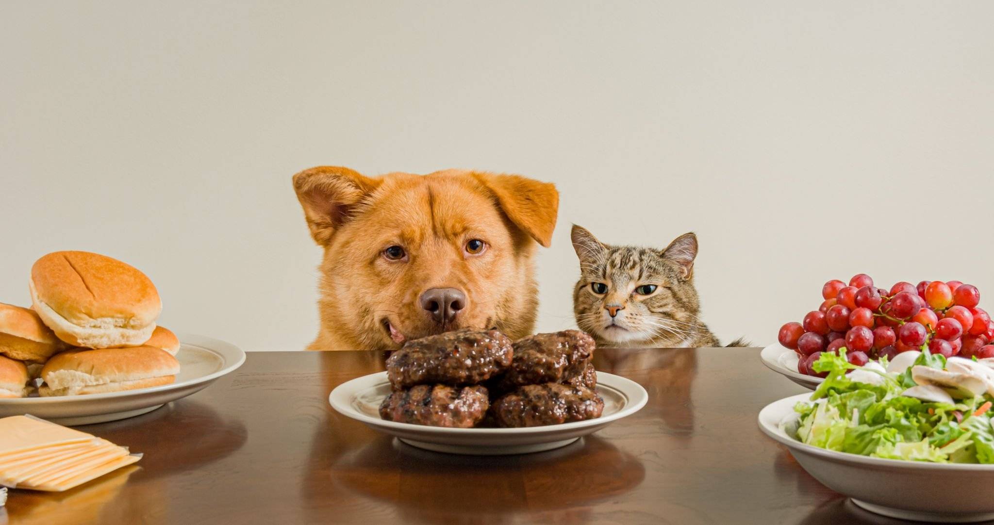 can cats eat dogs food Dog and cat staring at hamburger meat