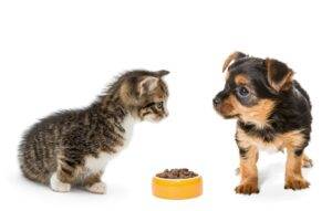 Small kitten and a puppy with a bowl of dry food