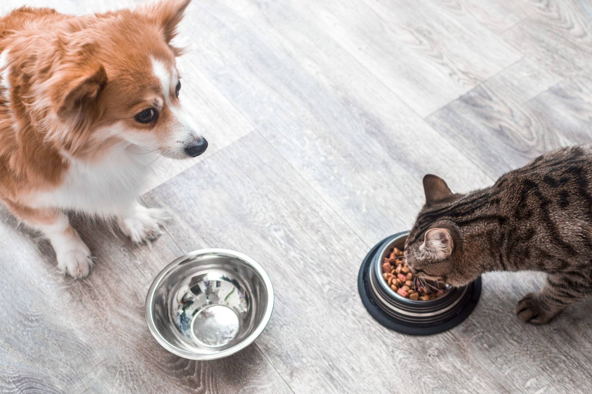 Can Dogs Eat Cats Food Dog with an empty bowl looks like a cat eating dry food