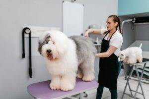 Best Grooming Kit for Pets in 2023: Keep Your Feline Friends Looking Their Best! Pet grooming. Clean dog ear. Bathing. Pets nail clipper. Pets care