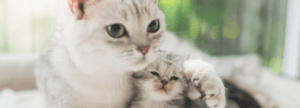 Do Cats Cry During Birth