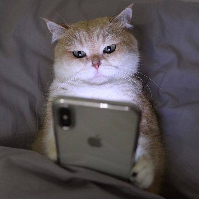 Cat using iphone to navigate and check Amazon How Long Cats Remember Their Owners, Abuse, Mistreatment, and Other Things
