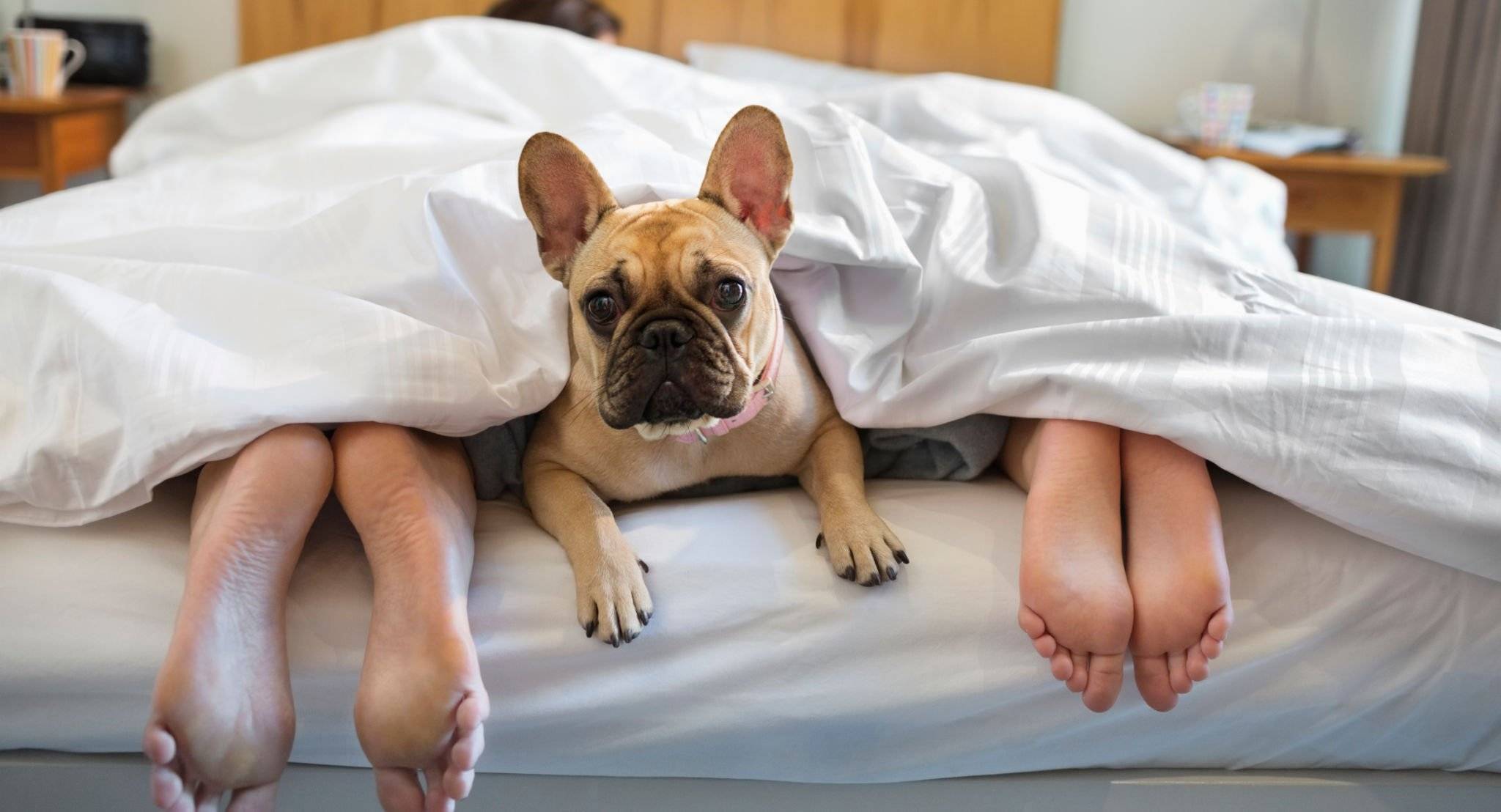 Bulldog dog sleeping with its owners couple 10 Diseases You Can Get if You Sleep with Dogs