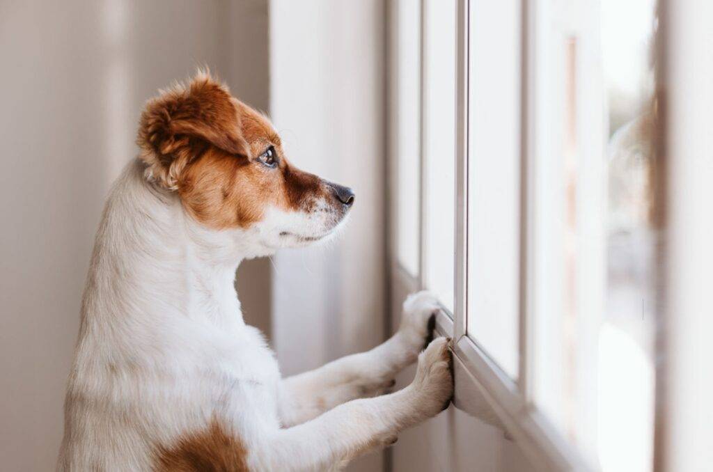 Hund allein zu Hause und schaut durch das Fenster