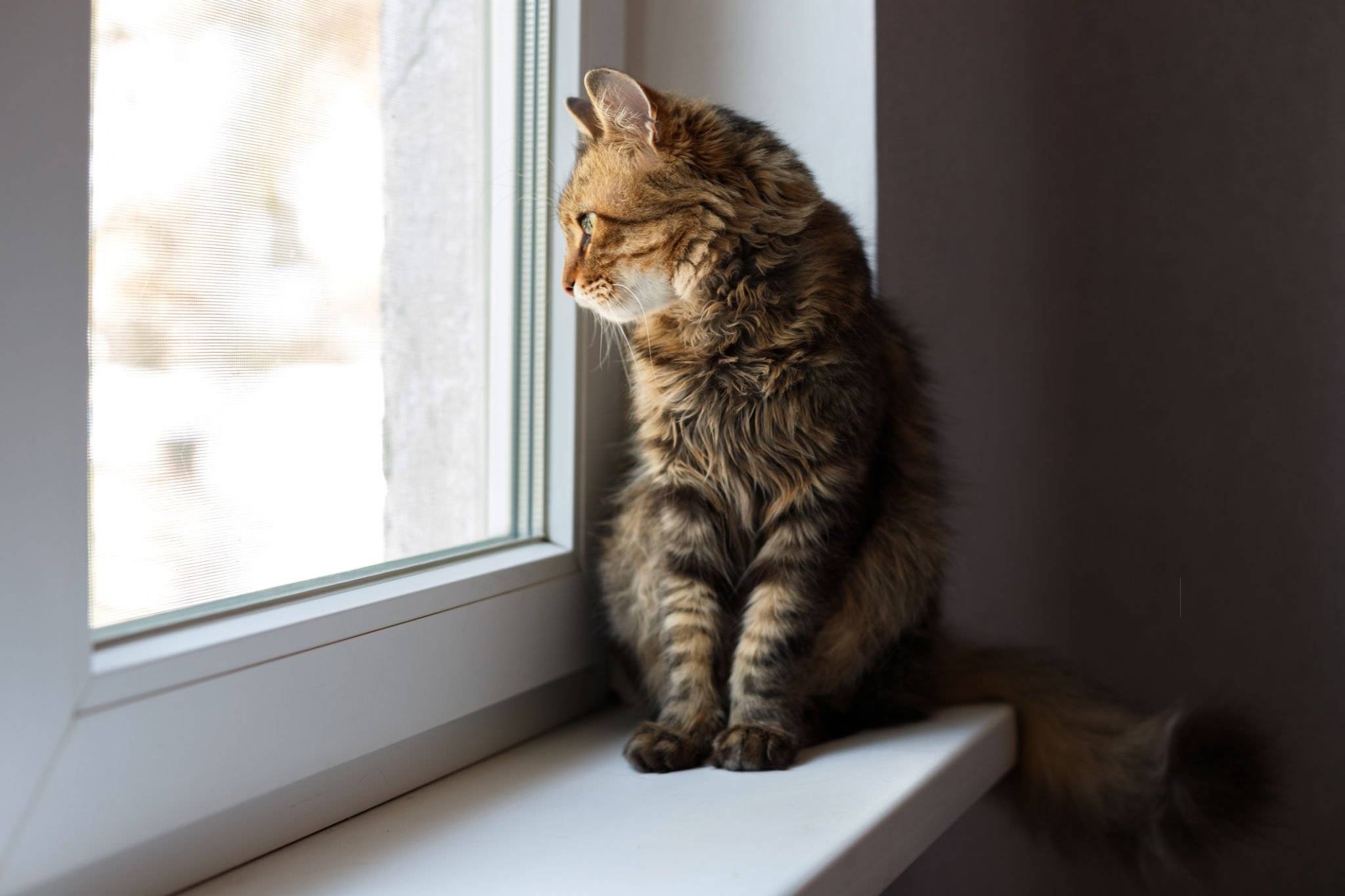 Home alone Cat, left alone Brown domestic cat looks out the window and misses his owners