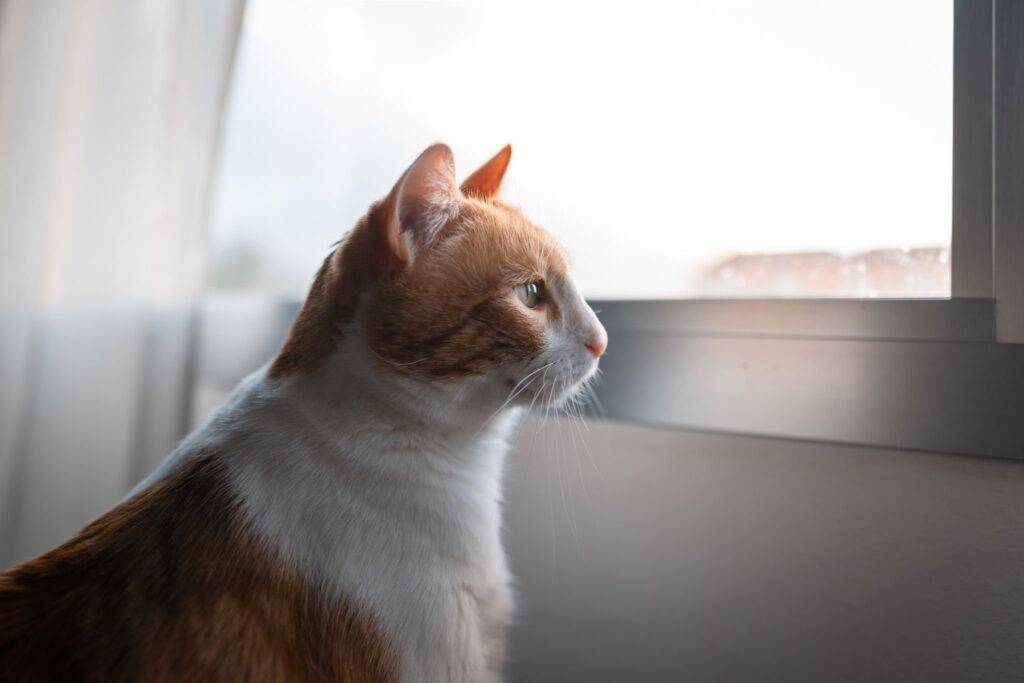 Home Alone Cats, Katze allein zu Hause gelassen, Close up braun und weiß Katze schaut aus dem Fenster warten auf seine Besitzer