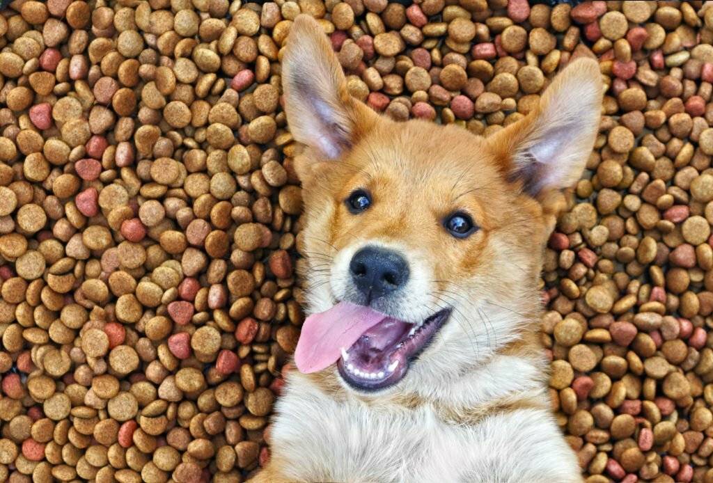 All Natural Flavorings to Make Your Dog's Food Irresistible, happy and contented dog lies on a large quantity of dry food. Puppy inside a big mound or cluster of food review